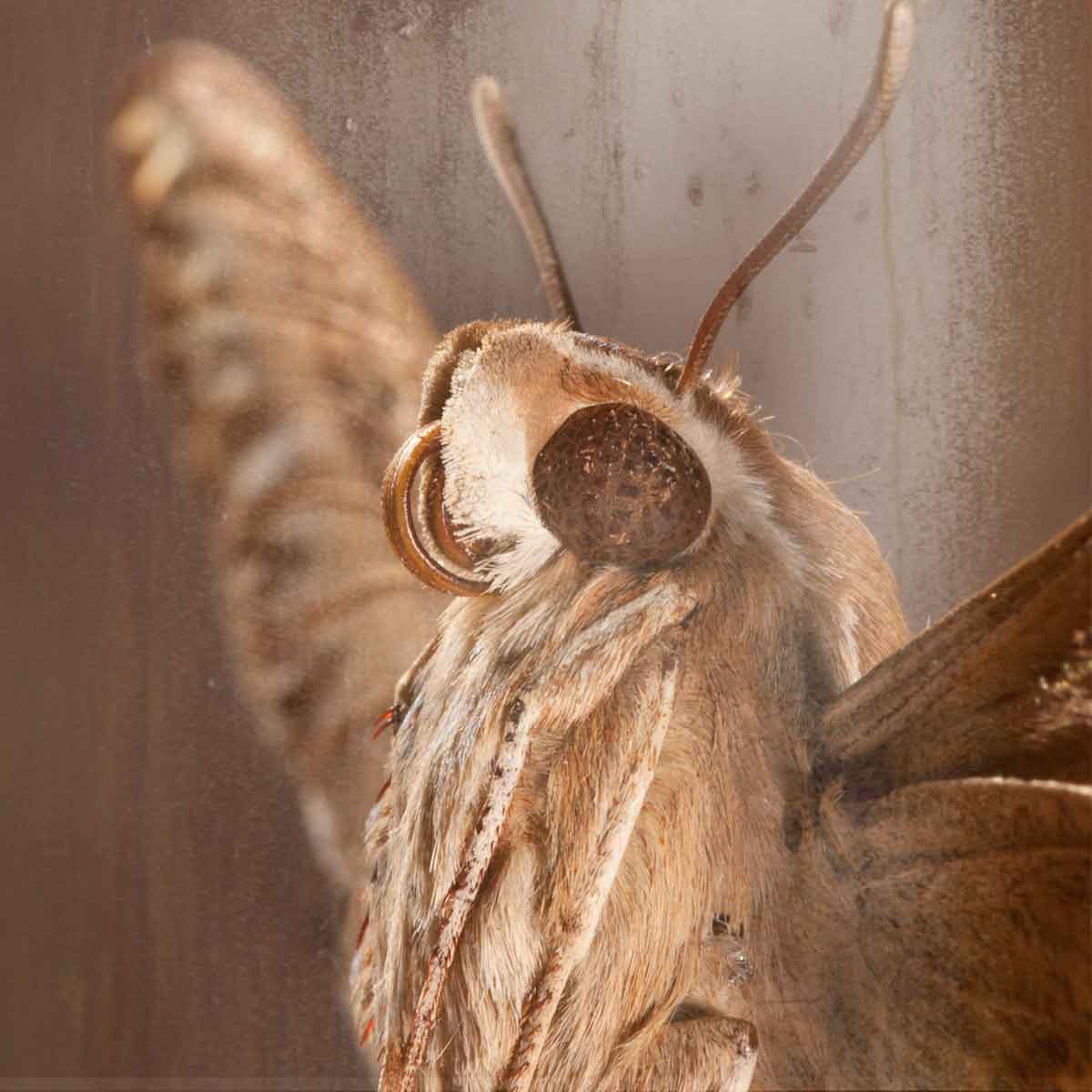 Photo series 'Butterfly' Caterina Rancho