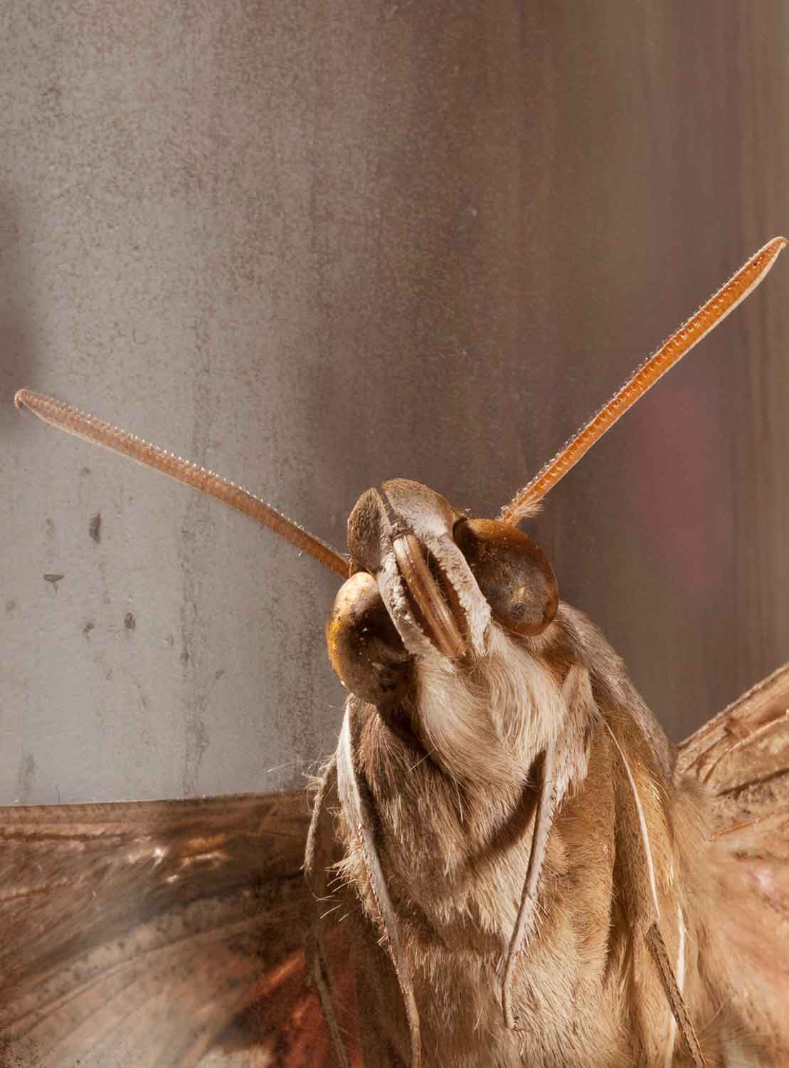 Photo series 'Butterfly' Caterina Rancho