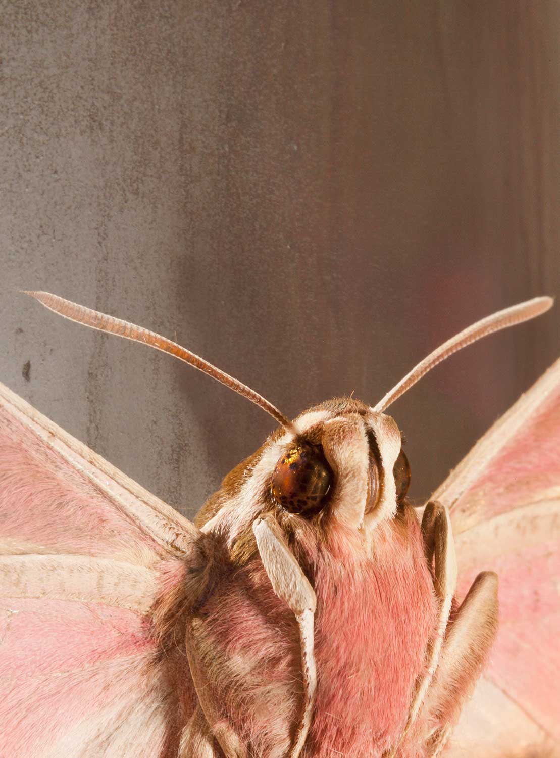 Photo series 'Butterfly' Caterina Rancho