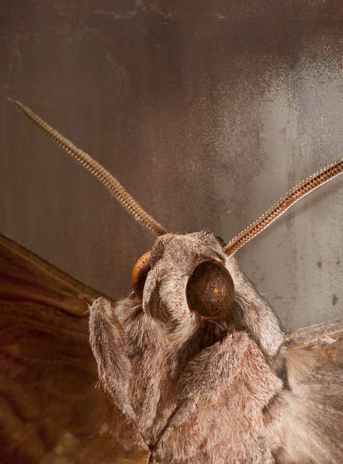 Photo series 'Butterfly' Caterina Rancho