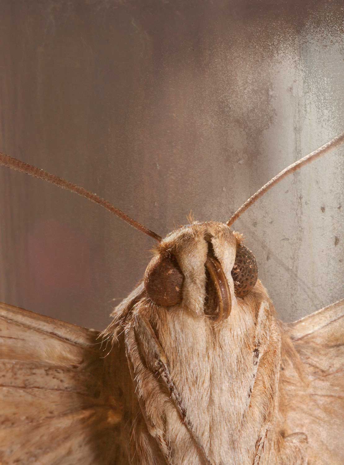 Photo series 'Butterfly' Caterina Rancho