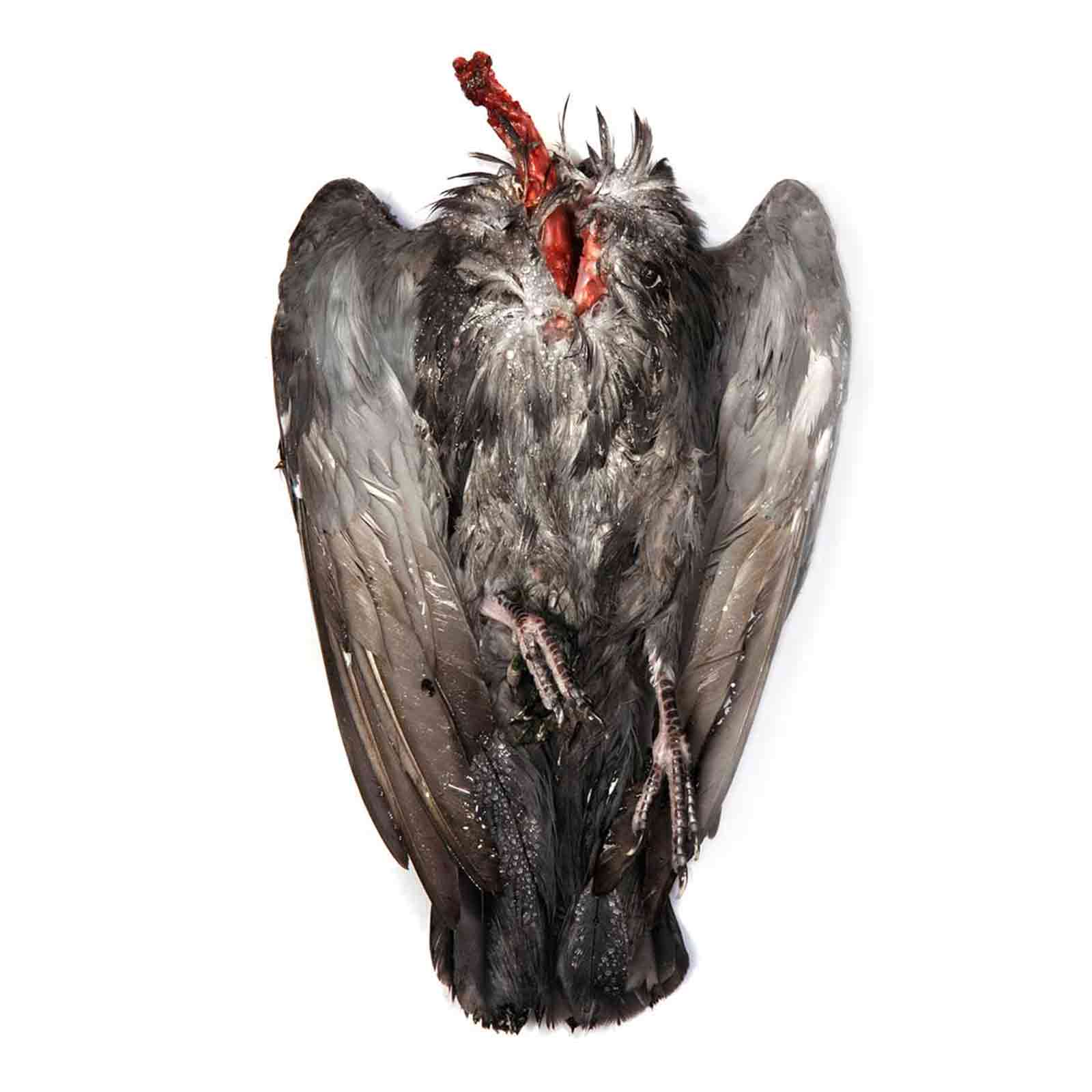 Photo series 'Death' Caterina Rancho