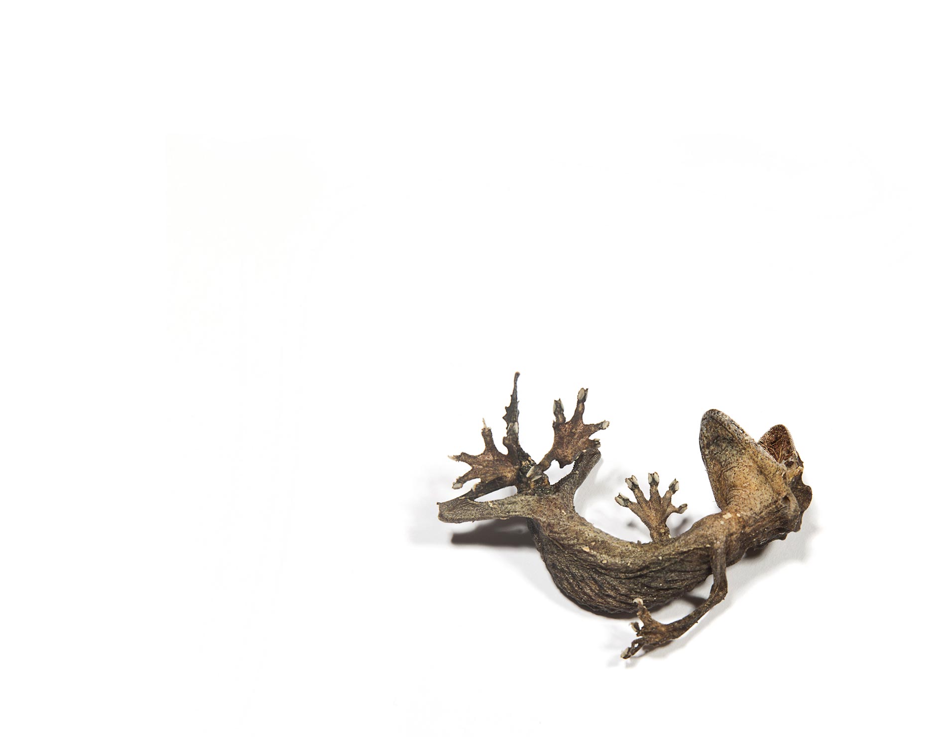 Photo series 'Death' Caterina Rancho