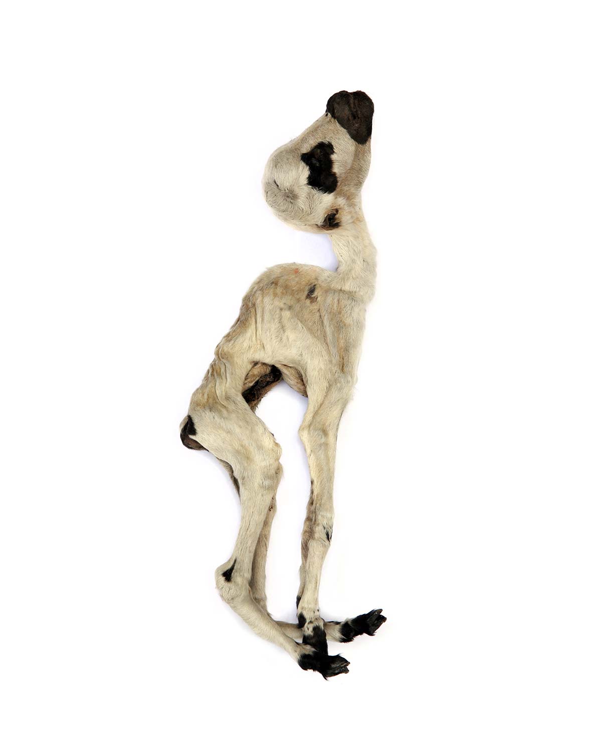 Photo series 'Death' Caterina Rancho