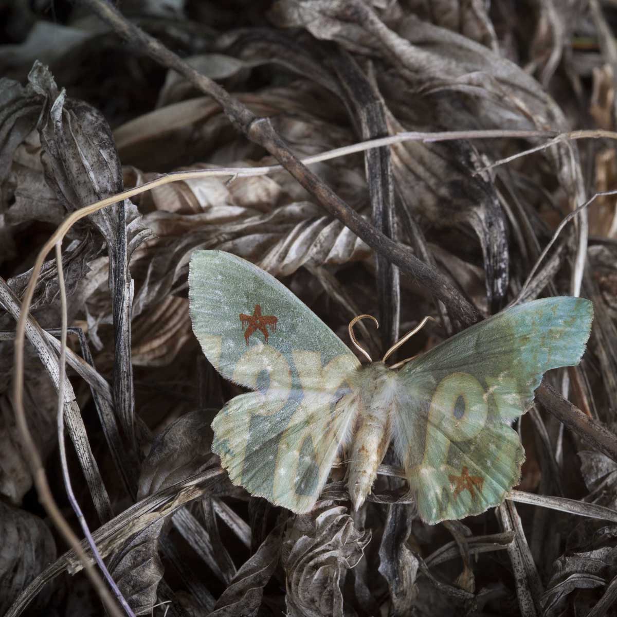 Butterfly Tattoo, Butterlfly wing