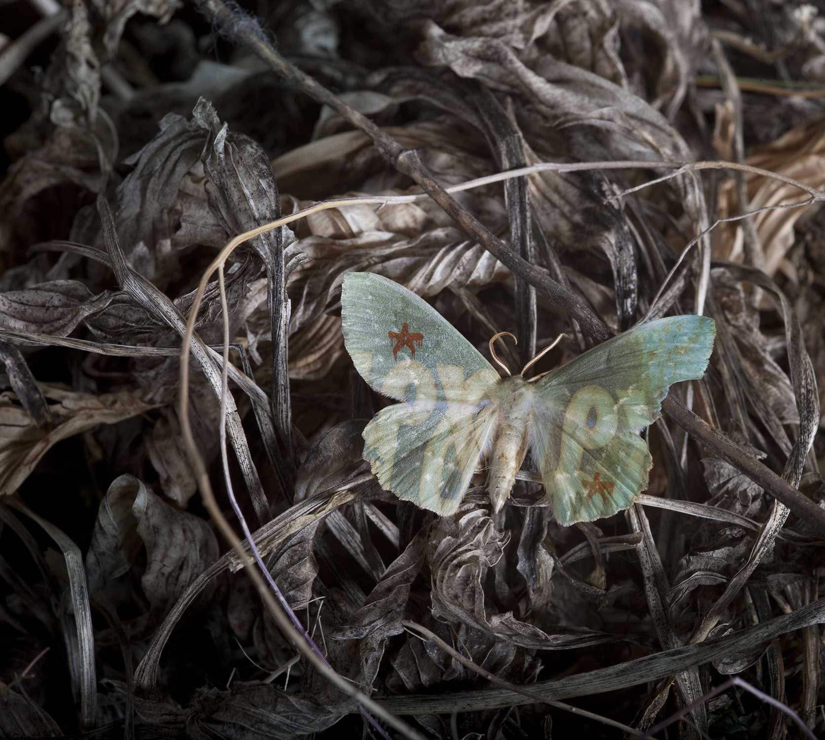 Butterfly Tattoo, Butterlfly wing